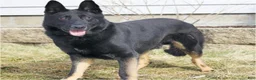German Shepherd dogs for sale: Lexi - Ad 9