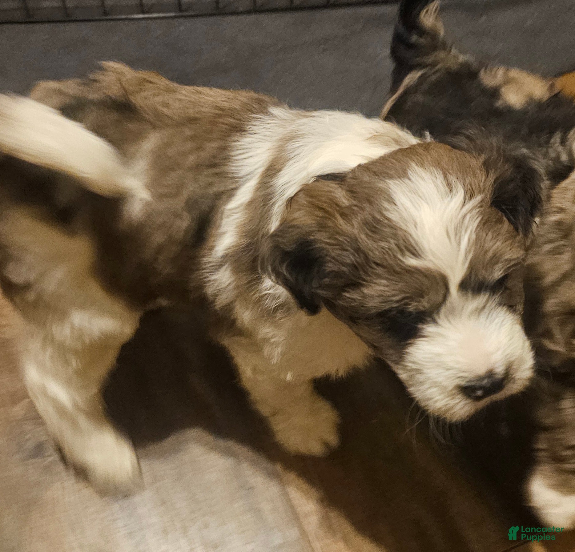 Mixed Breed dogs El girl - Ad 14