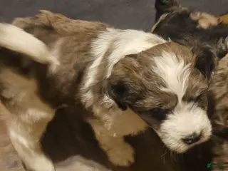 Mixed Breed dogs El girl - Ad 26