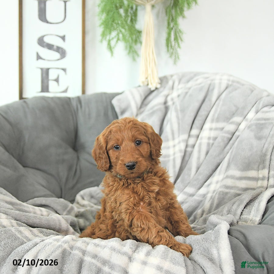 Mini Goldendoodle dogs Romeo - Ad 23