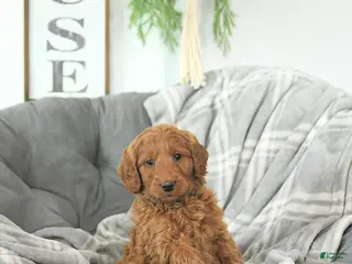 Mini Goldendoodle dogs Romeo - Ad 23
