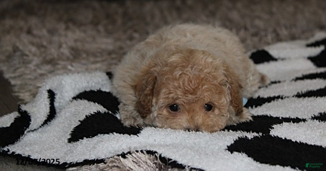 Bichpoo dogs for sale: Skylar - Ad 8