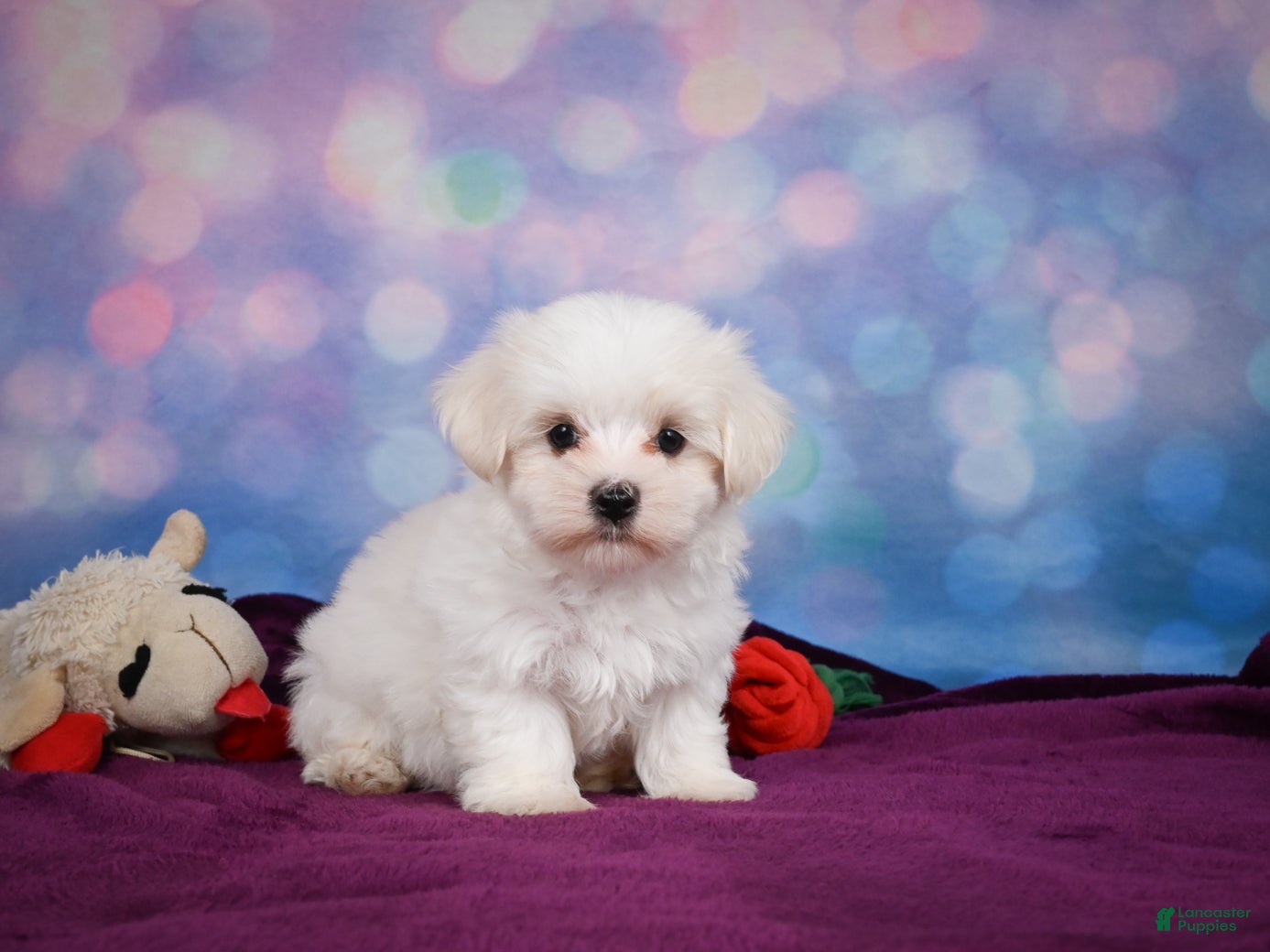 Maltese dogs Peanut - Ad 1