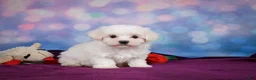 Maltese dogs for sale: Peanut - Ad 1