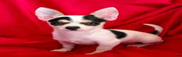 Chihuahua dogs for sale: Spicy - Ad 3