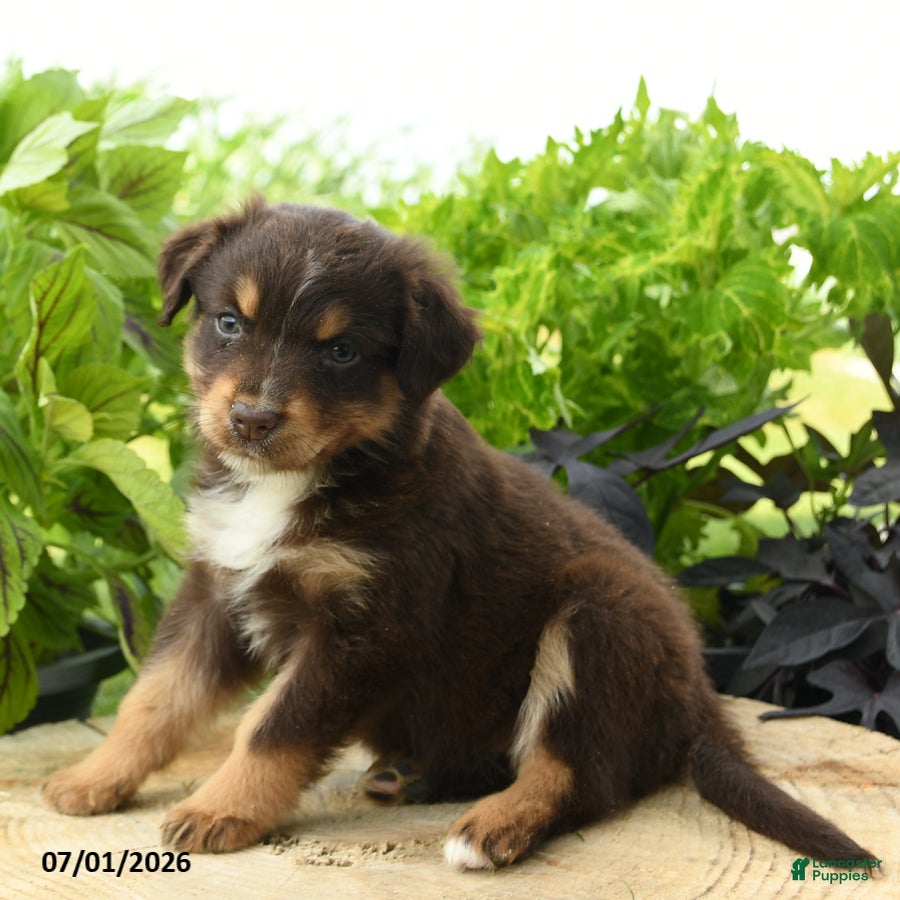 Australian Shepherd dogs Piper - Ad 2