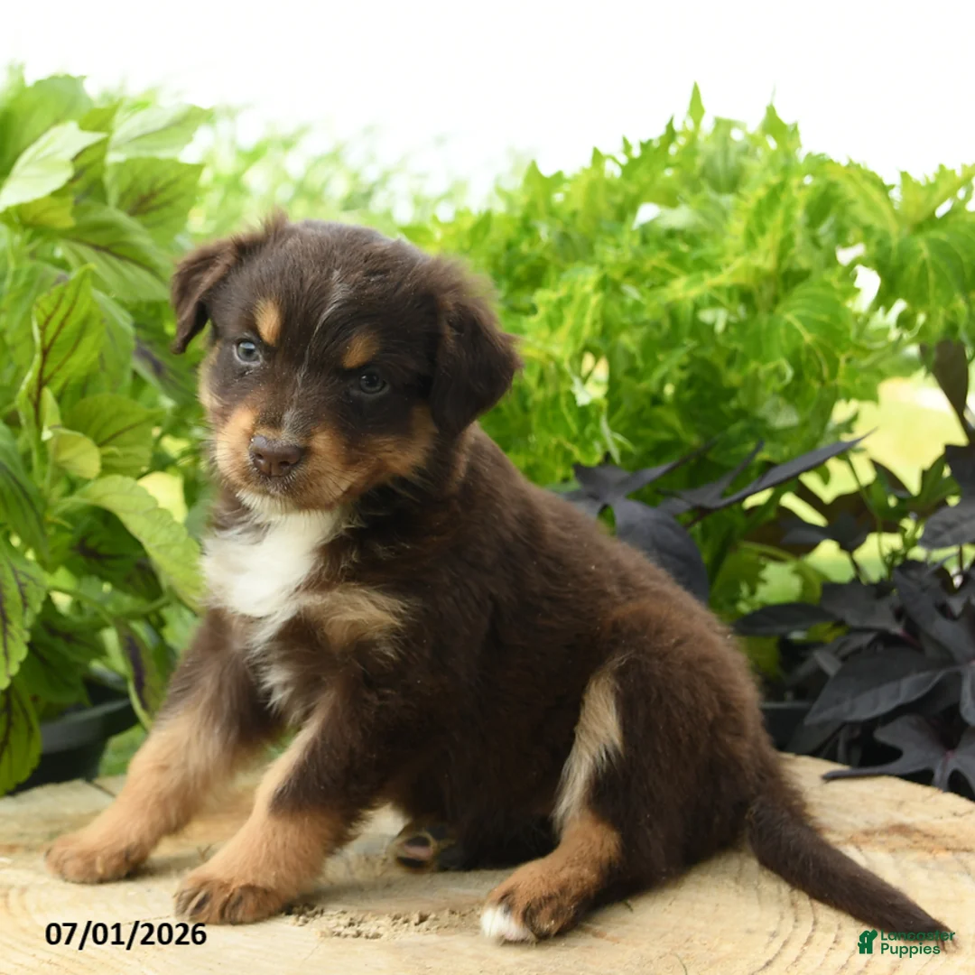 Australian Shepherd dogs for sale: Piper - Ad 2