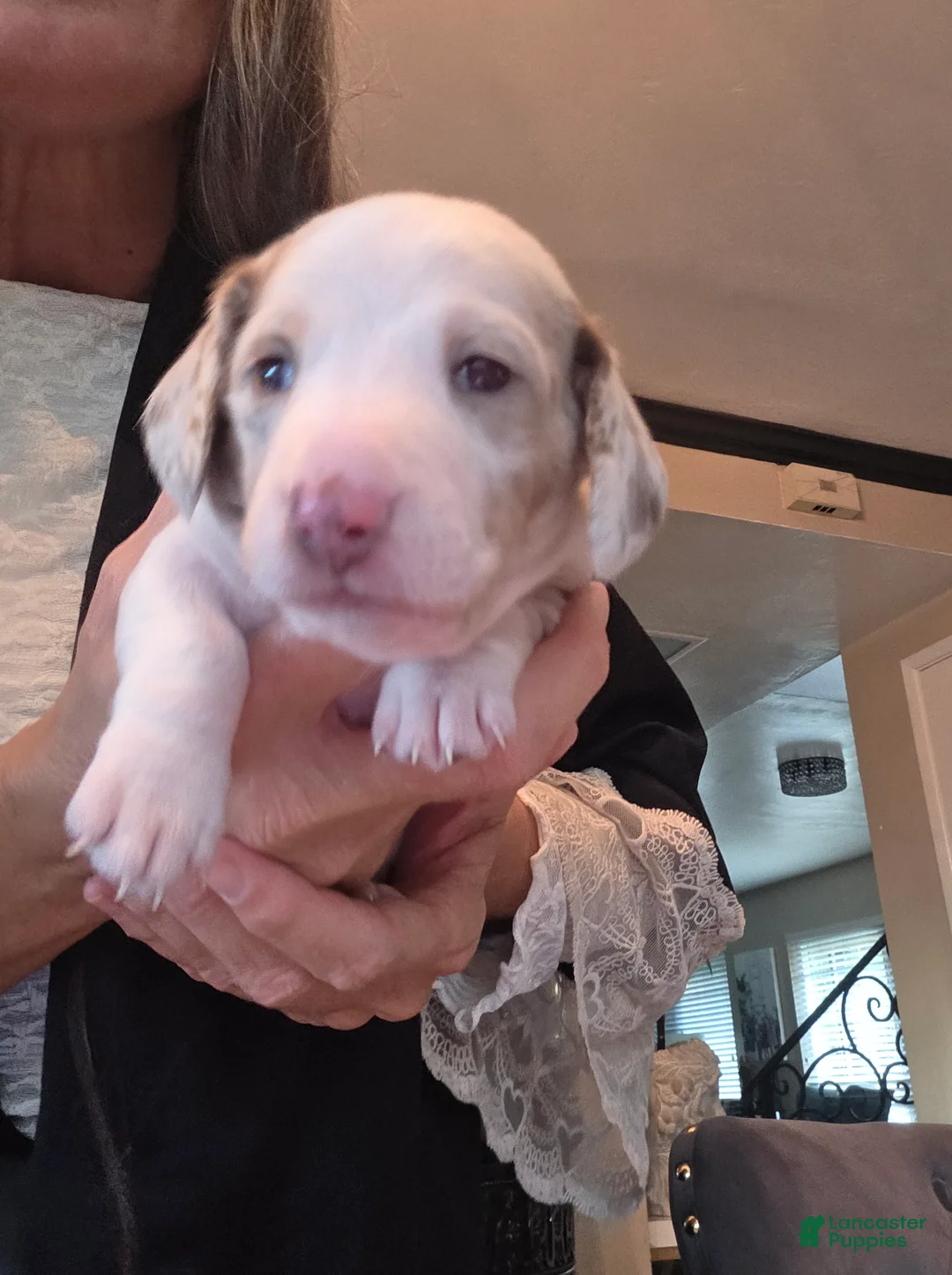 Miniature Dachshund dogs for sale: Miniature Dachshund 1 Royal - Ad 1