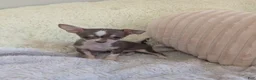 Chihuahua dogs for sale: Tiny  - Ad 9