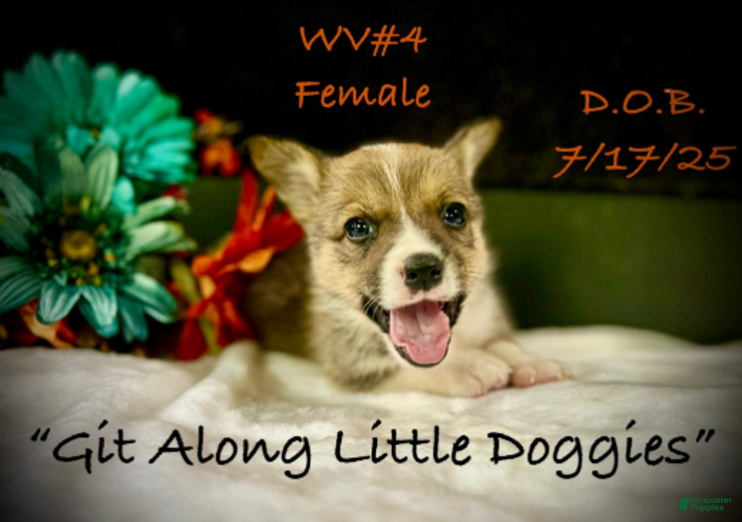 Welsh Corgi Pembroke dogs for sale: WV#4 - Ad 3