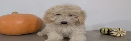 Havapoo dogs for sale: Milo - Ad 6