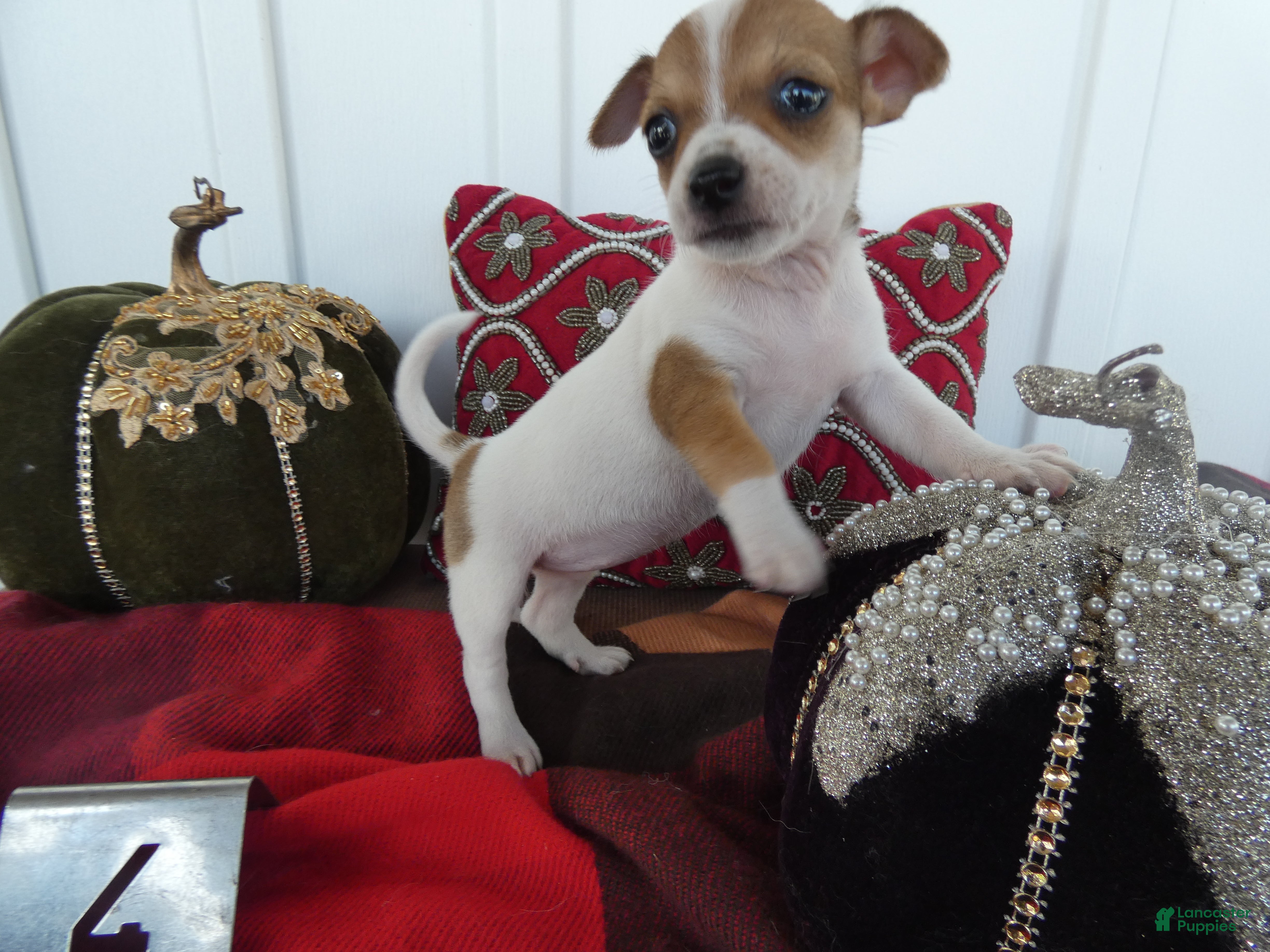 Chihuahua dogs Chihuahua 4 Darla - Ad 33