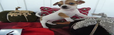Chihuahua 4 Darla