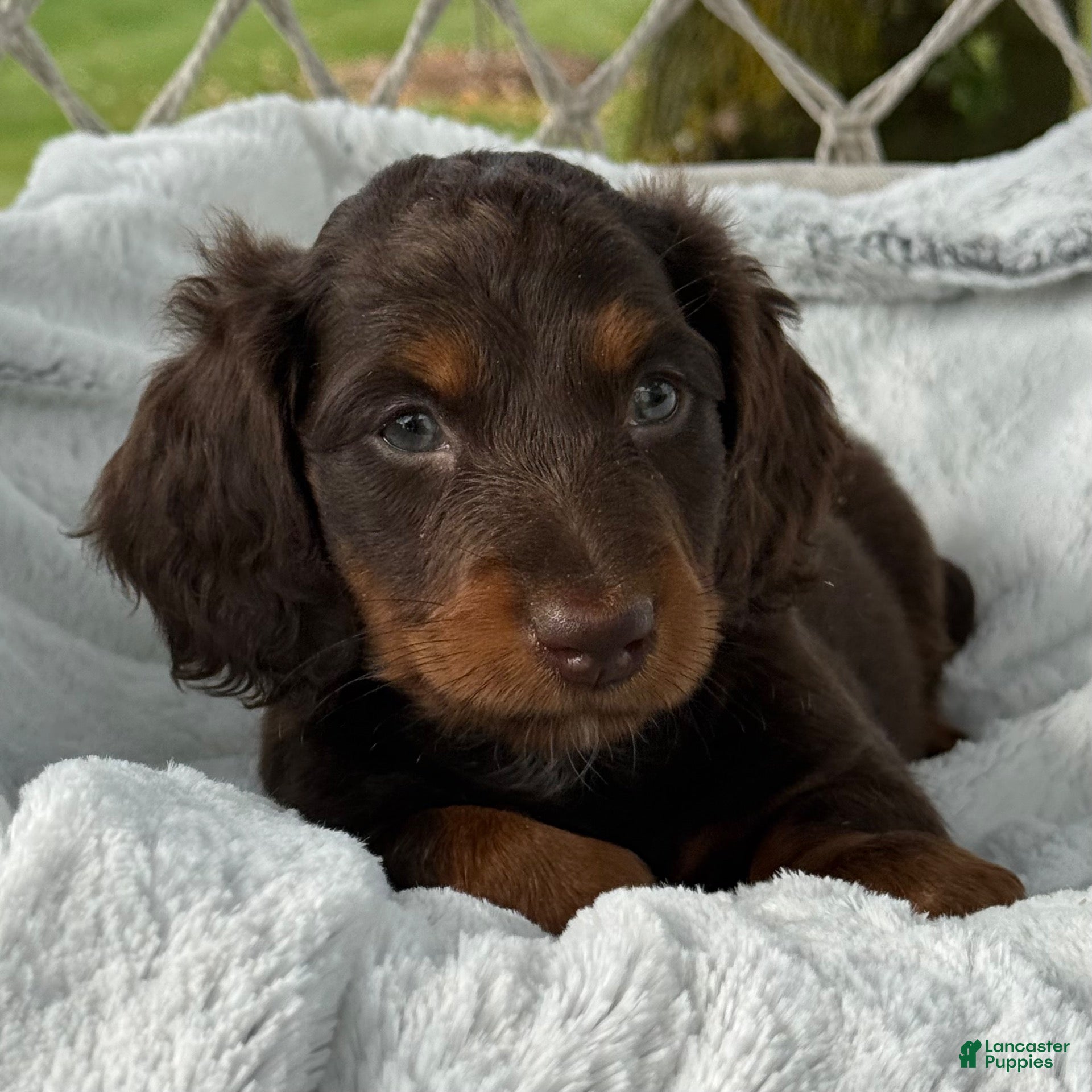 Miniature Dachshund dogs Benny - Ad 2