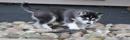 Siberian Husky dogs for sale: Blaze - Ad 3