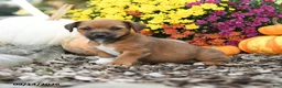 Mixed Breed dogs for sale: Dexter - Ad 3