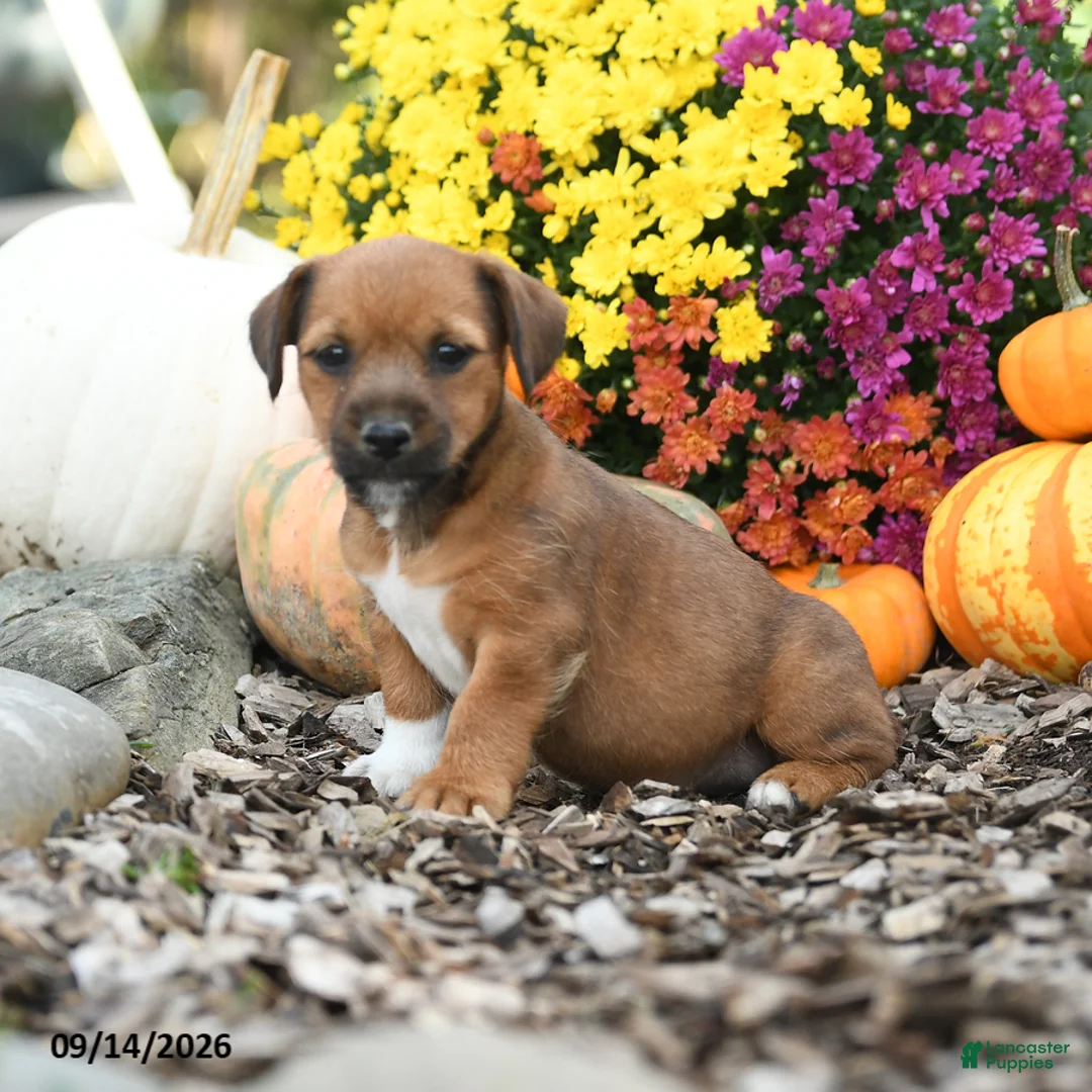 Mixed Breed dogs for sale: Dexter - Ad 3