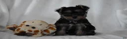 Yorkshire Terrier dogs for sale: Zane - Ad 10