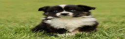 Miniature Australian Shepherd dogs for sale: Tanner  - Ad 1