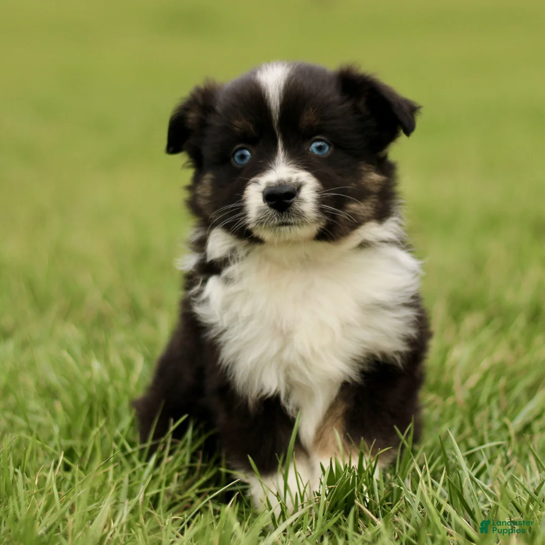 Miniature Australian Shepherd dogs for sale: Tanner  - Ad 1