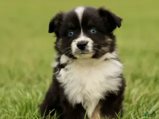 Miniature Australian Shepherd dogs for sale: Tanner - Ad 2