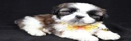 Shih Tzu dogs for sale: Harlan - Ad 2
