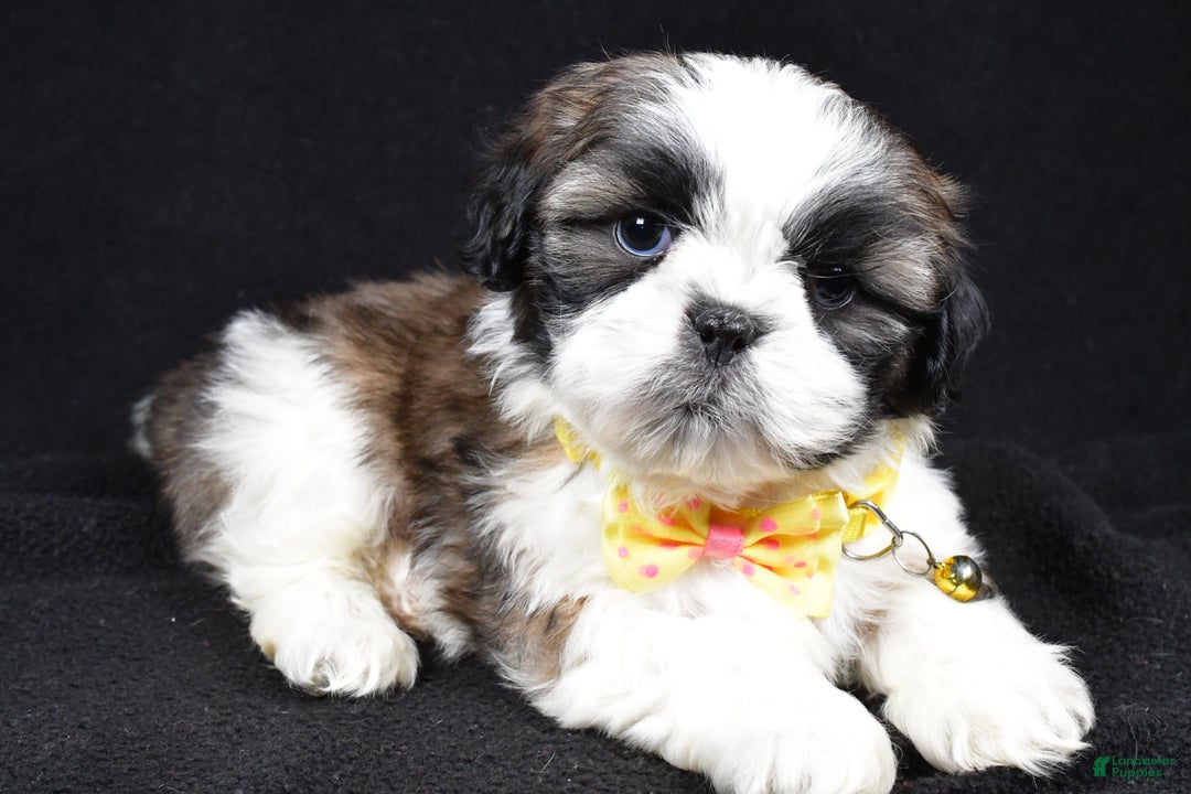 Shih Tzu dogs for sale: Harlan - Ad 2