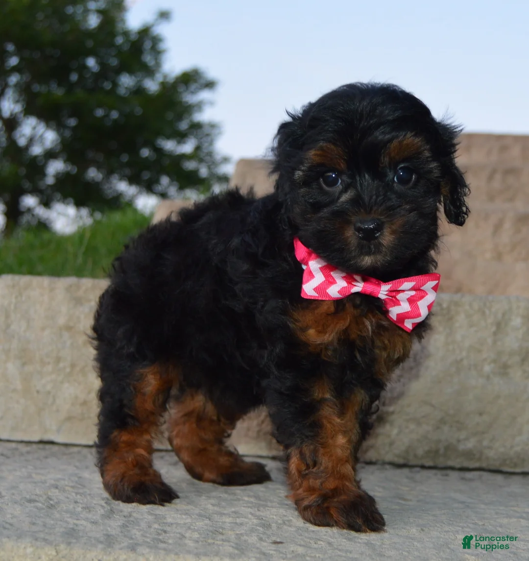 Shihpoo dogs for sale: Sunny - Ad 1