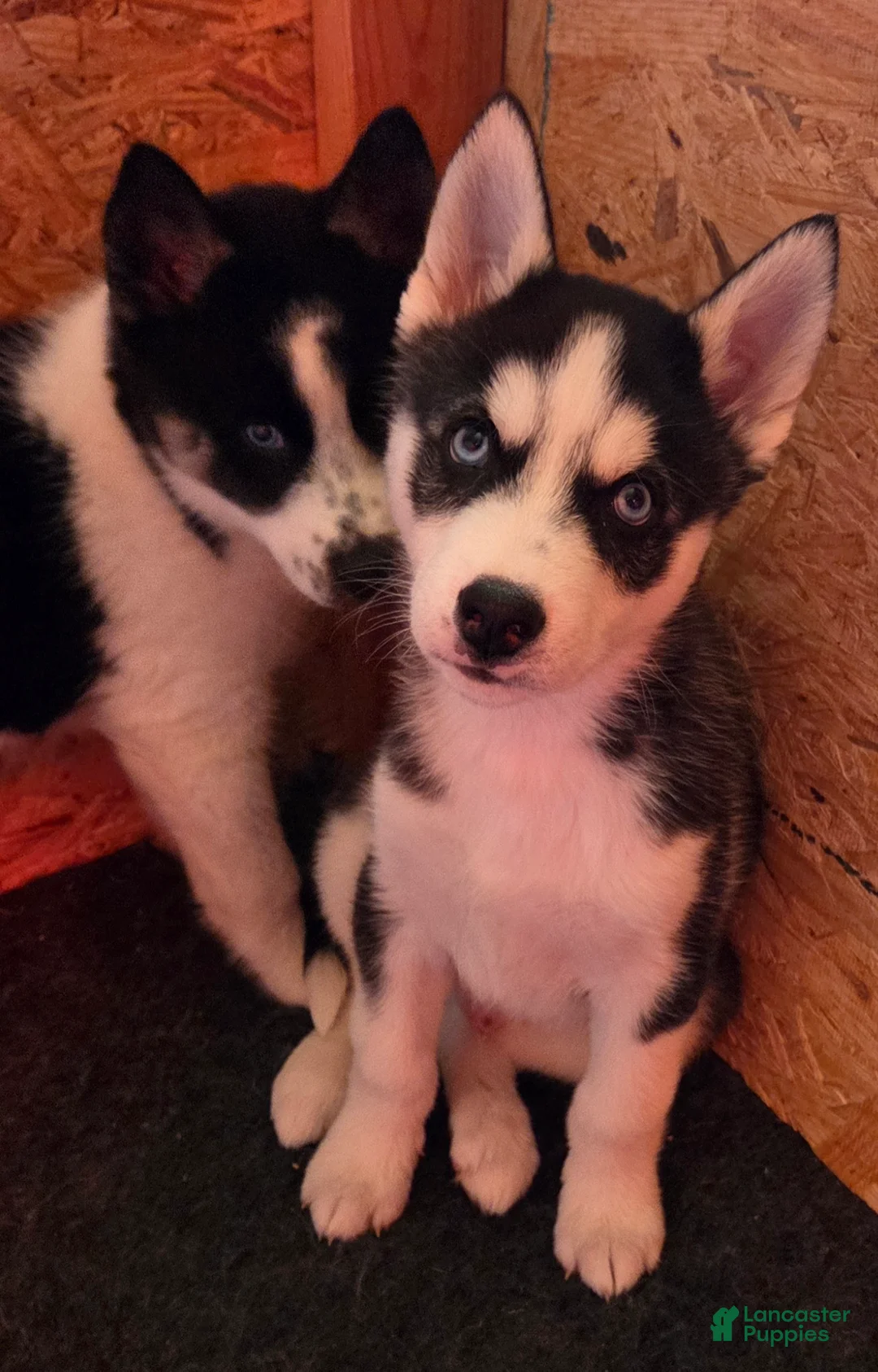Siberian Husky dogs for sale: Saint - Ad 1