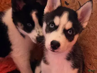 Siberian Husky dogs Saint - Ad 8