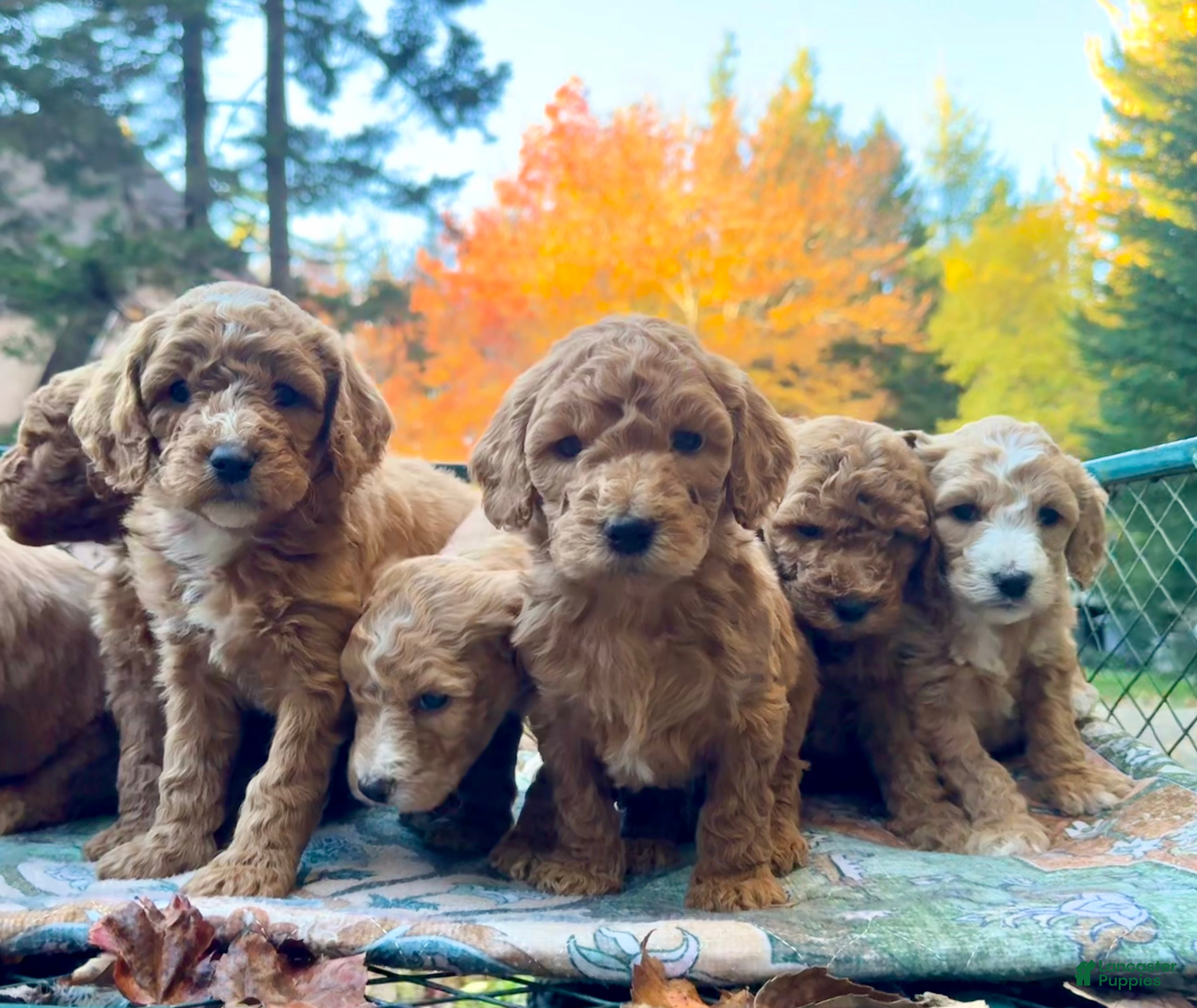 Standard Poodle dogs for sale: Brandon "Dunes" - Ad 25