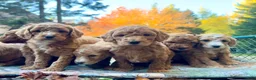 Standard Poodle dogs for sale: Brandon "Dunes" - Ad 1