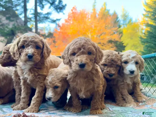 Standard Poodle dogs for sale: Brandon "Dunes" - Ad 25