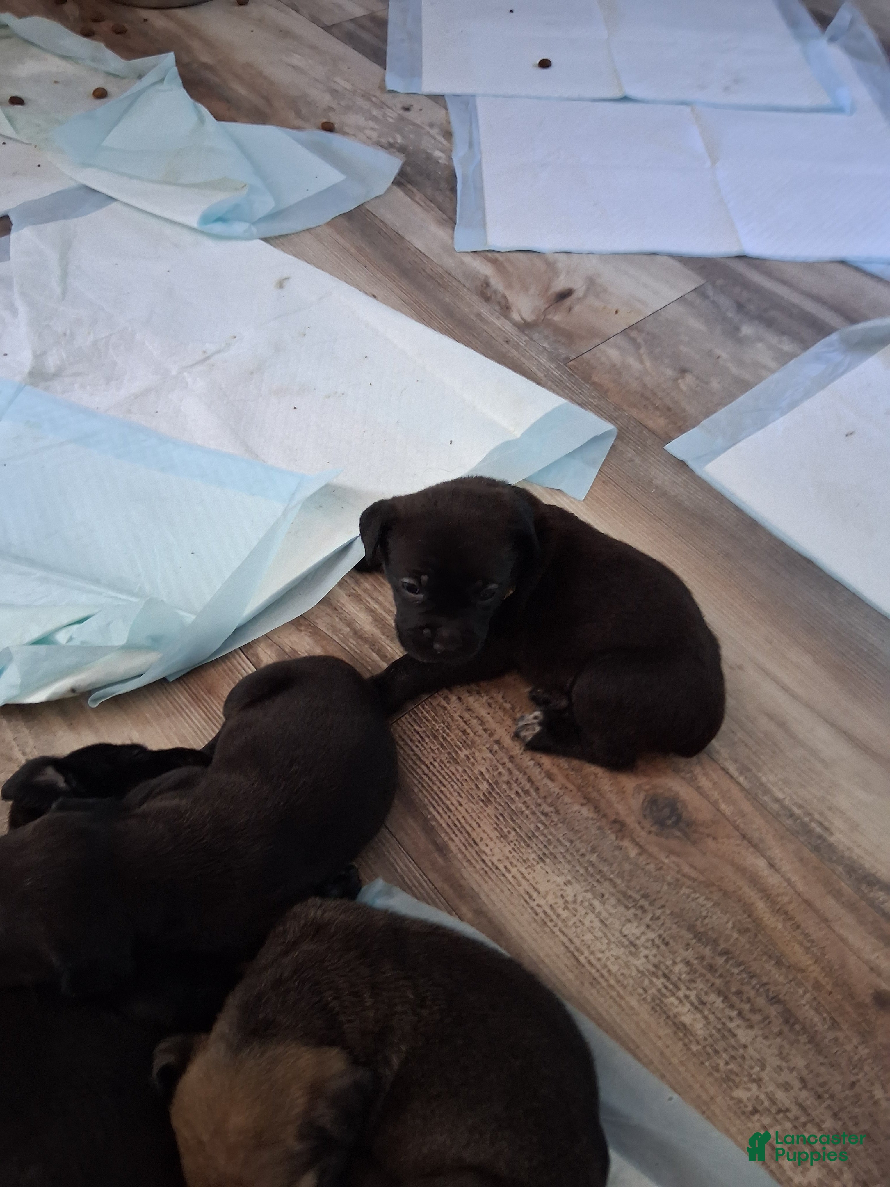 Cane Corso dogs Cane Corso Puppy 6 - Ad 8