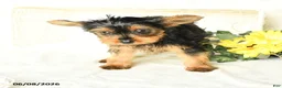 Yorkshire Terrier dogs for sale: Patrick - Ad 3