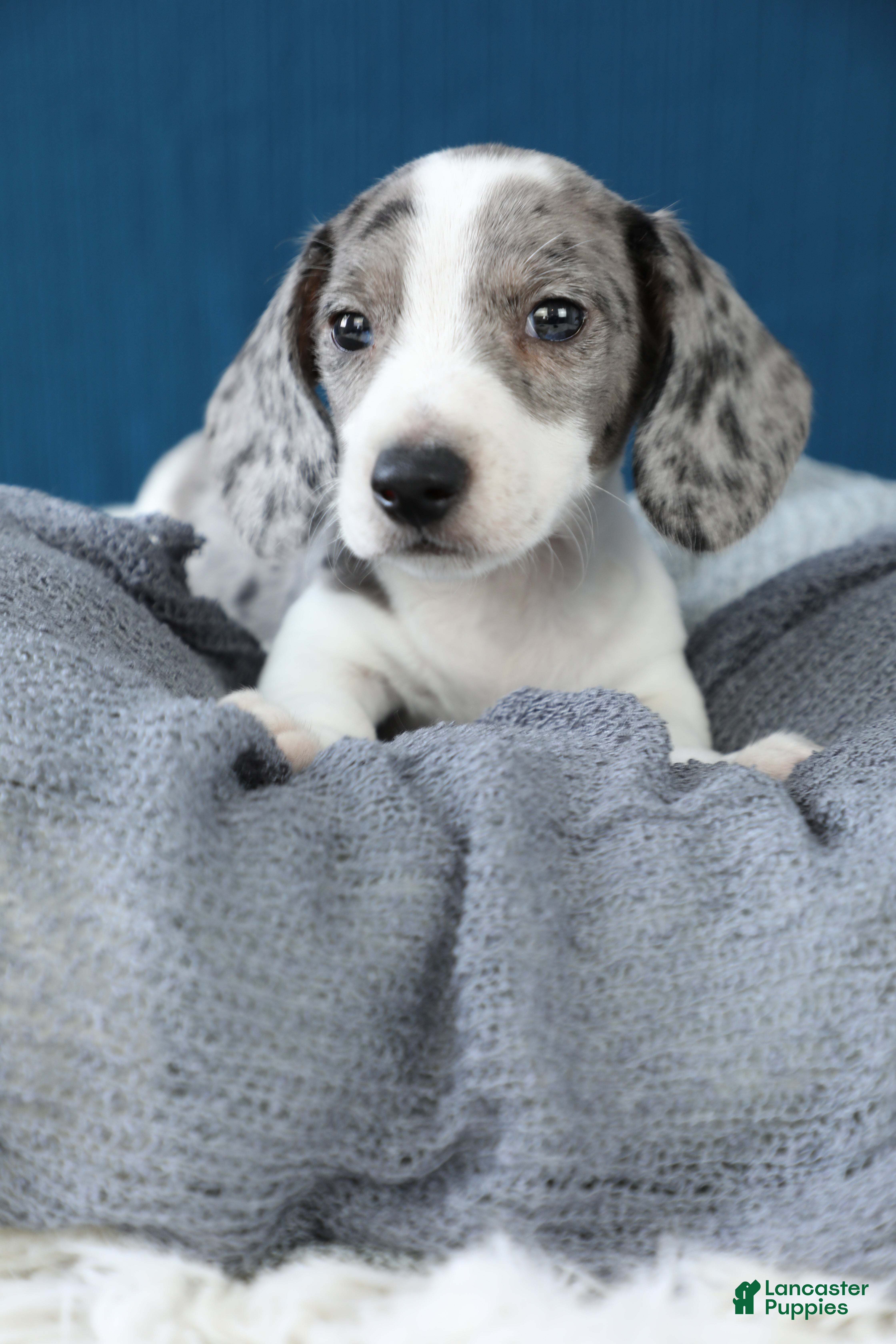 Miniature Dachshund dogs for sale: Domino - Ad 2