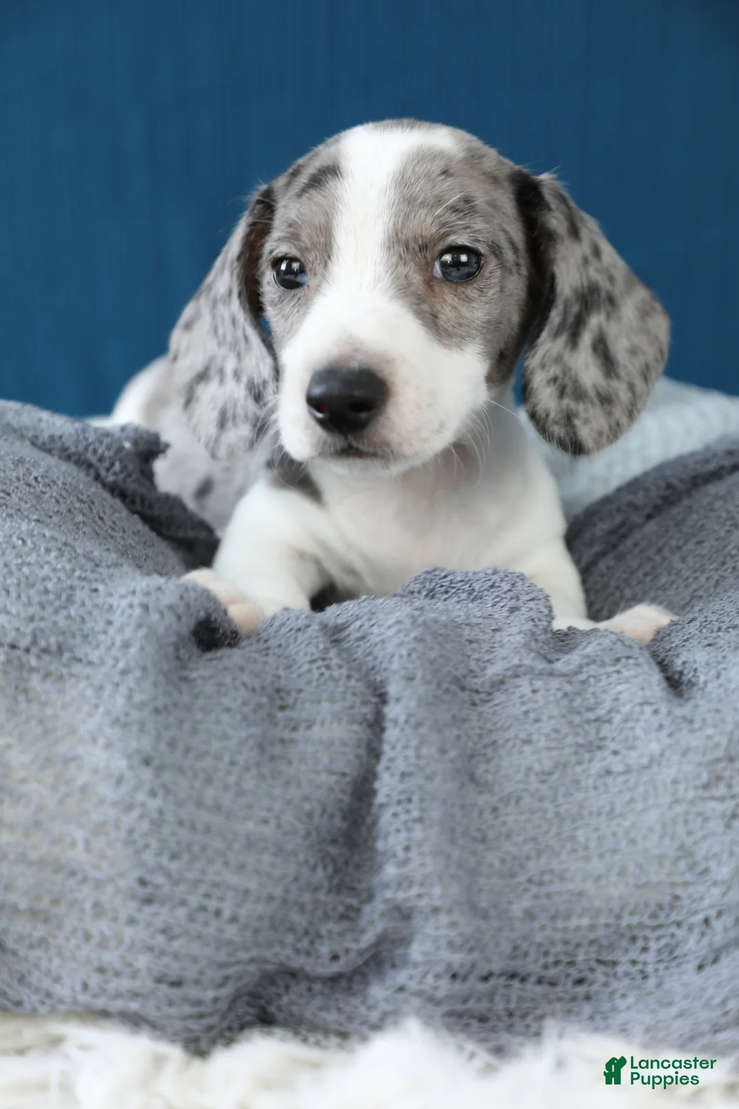 Miniature Dachshund dogs for sale: Domino - Ad 1