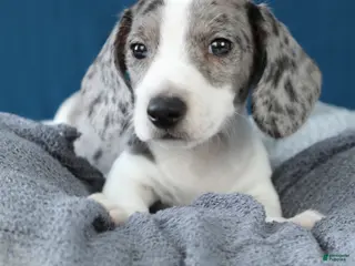 Miniature Dachshund dogs Domino - Ad 39