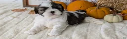 Shih Tzu dogs for sale: Koko - Ad 4