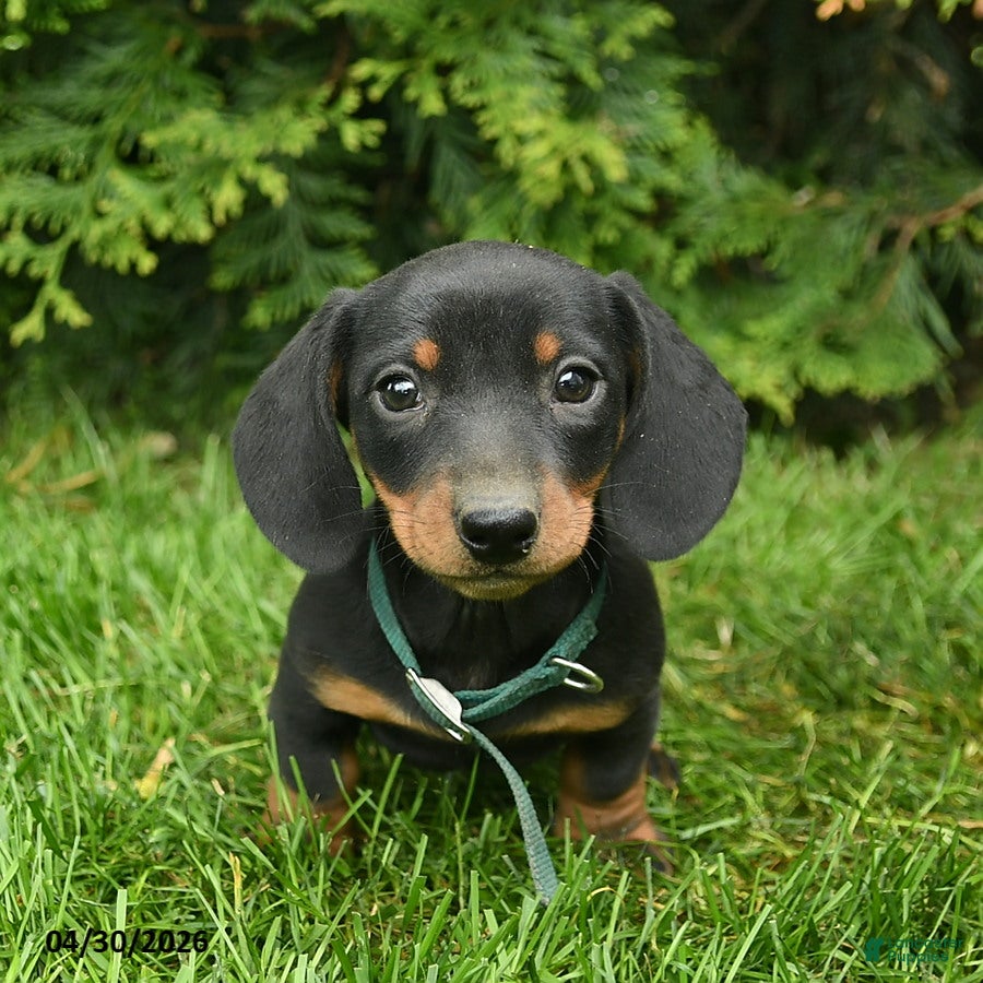 Miniature Dachshund dogs Lee  - Ad 2