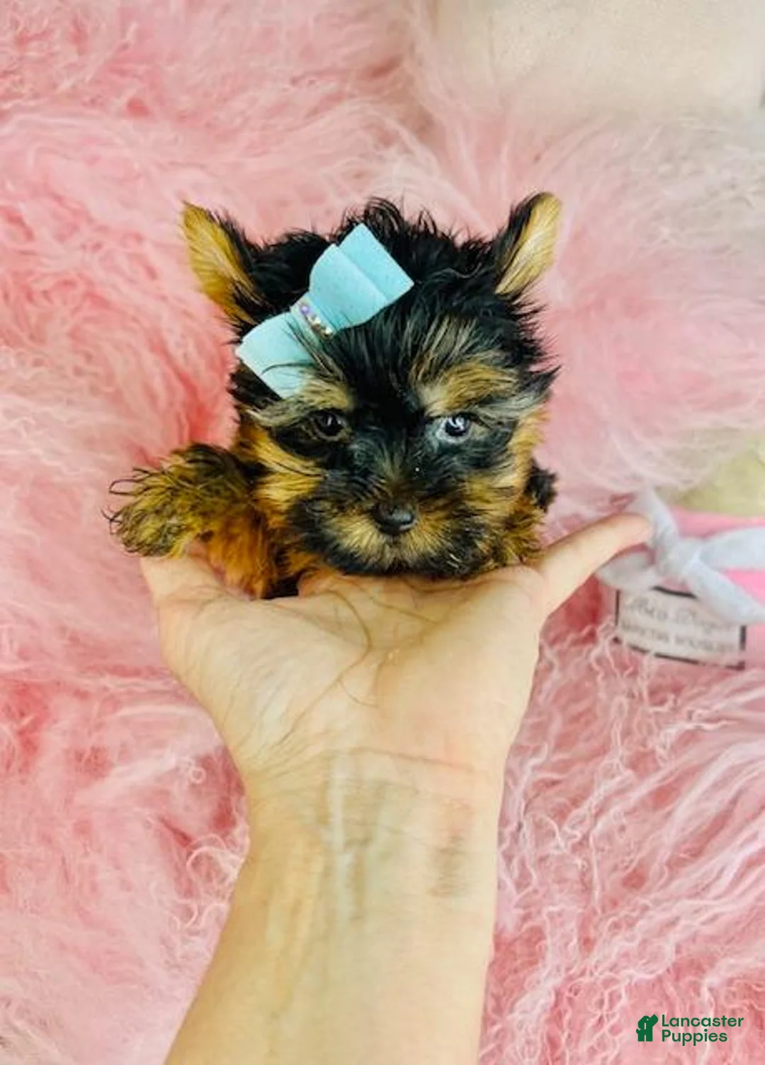 Yorkshire Terrier dogs for sale: Yorkshire Terrier Puppy 1 - Ad 2