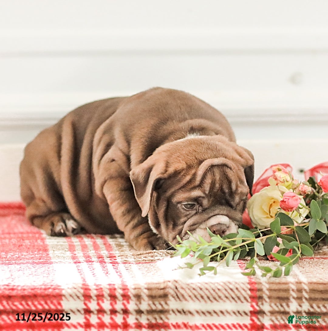 English Bulldog dogs for sale: Rhoda - Ad 13