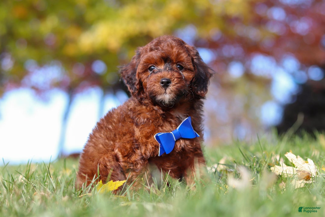 Miniature Poodle dogs for sale: Green Bean - Ad 5