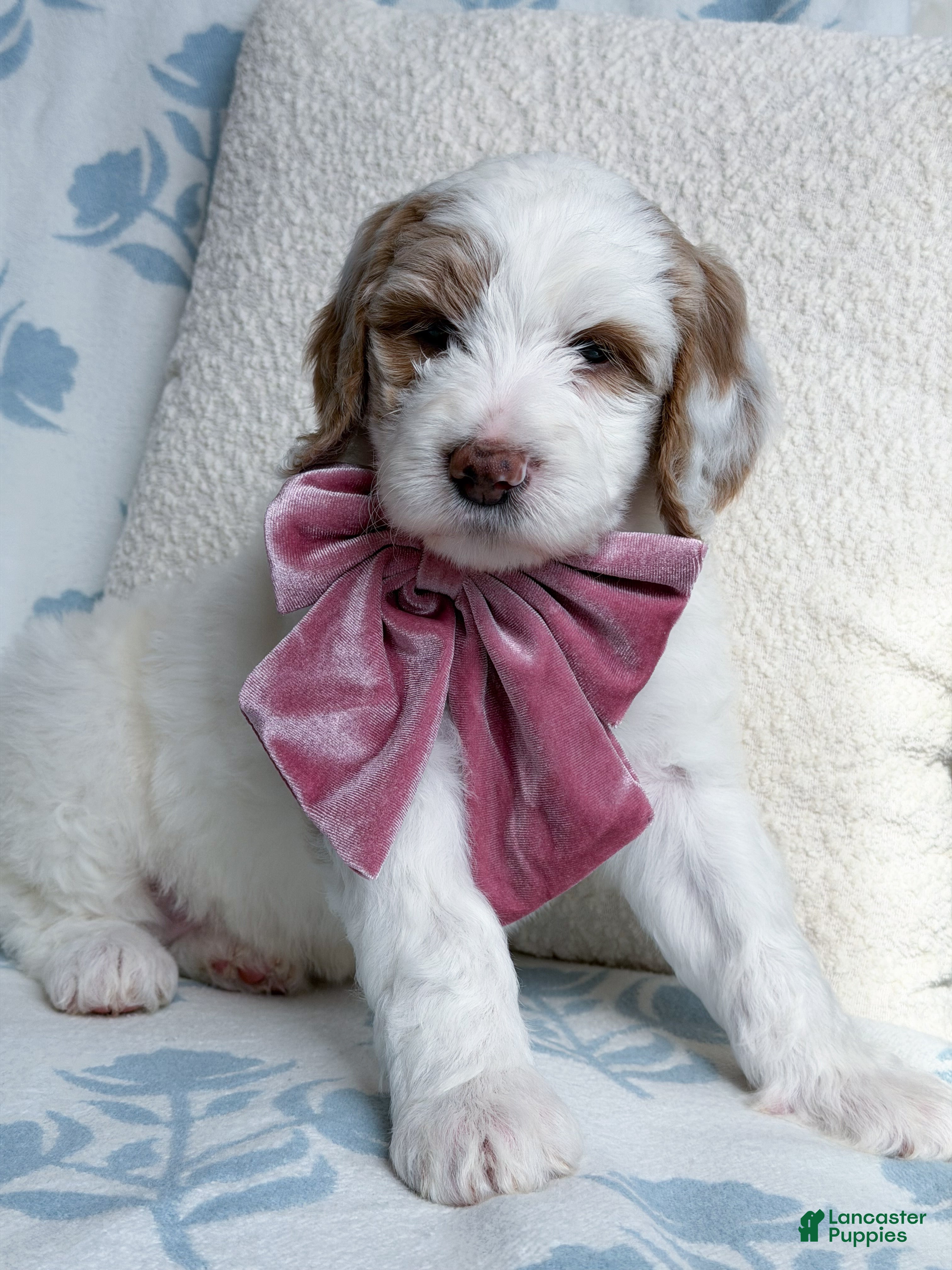 Goldendoodle dogs Amelia  - Ad 1