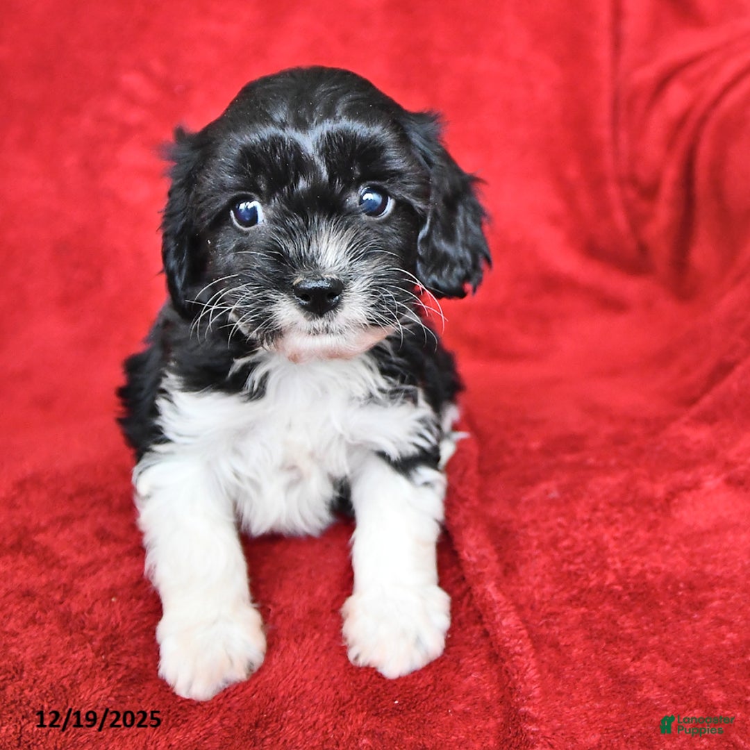Cavapoo dogs for sale: Alexia - Ad 3