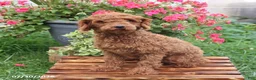 Maltipoo dogs for sale: Happy - Ad 6