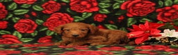 Mini Goldendoodle dogs for sale: Casper - Ad 4