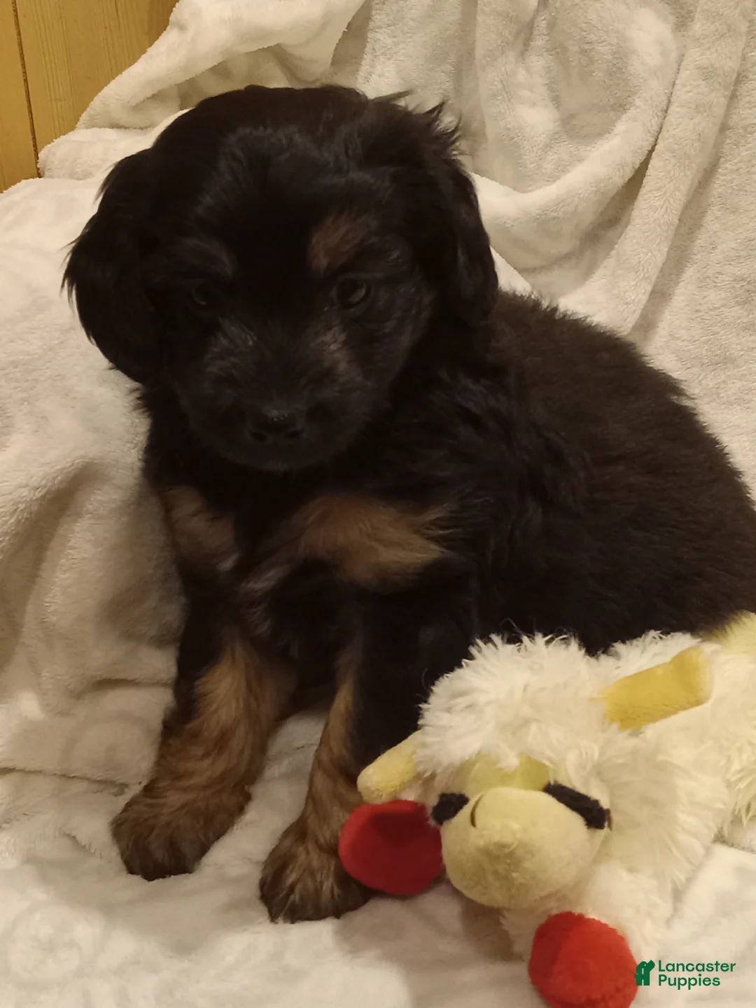 Mixed Breed dogs for sale: Ivy - Ad 1