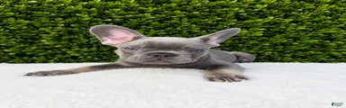 French Bulldog 4