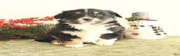 Miniature Australian Shepherd dogs for sale: Tootsie - Ad 2